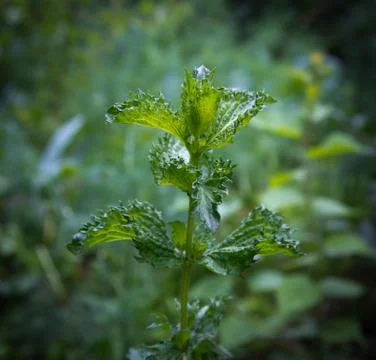 Mint in nature Stock Photos