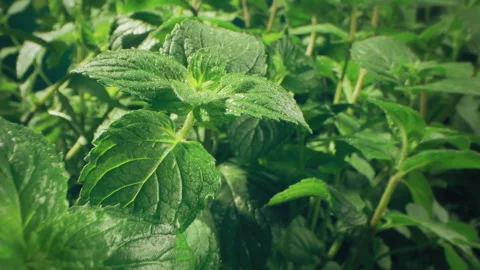 Mint or basil leaves at the garden as background Video stock 143451749