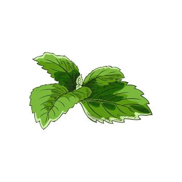 Mint or melissa aromatic herb leaf, sketch colored vector illustration isolated. Stock Illustration