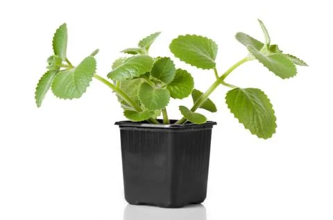 Mint oregano Stock Photos