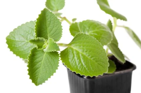 Mint oregano Stock Photos