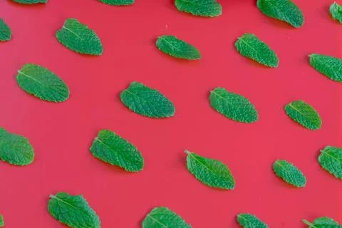 Mint pattern on red background Stock Photos