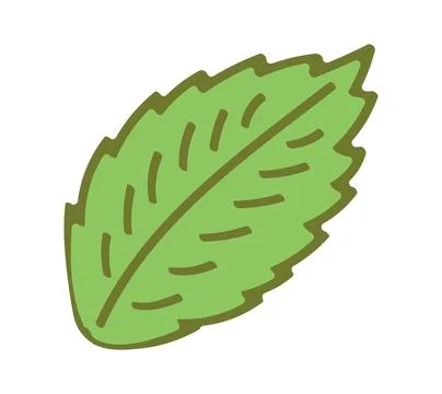 Mint, peppermint leaf illustration isolated Illustrazione stock