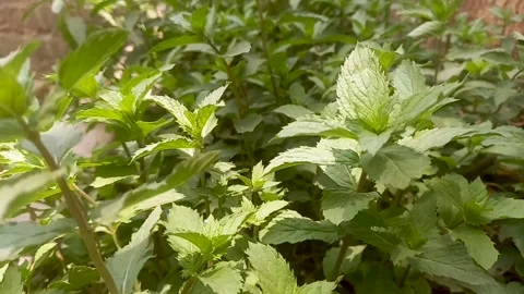 Mint Perfection – A Close-Up of Nature’s Refreshing Design Stock Footage 308157993