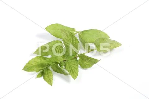 Mint Stock Photos