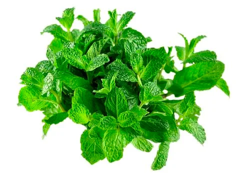 Mint Stock Photos