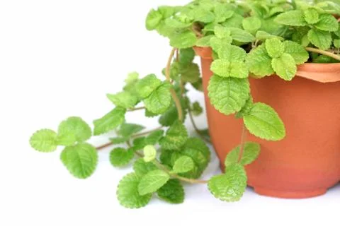 Mint Stock Photos