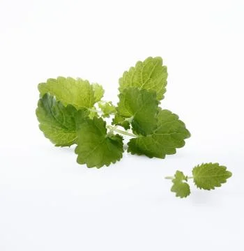 Mint Stock Photos