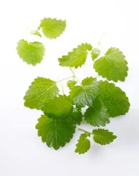 Mint Stock Photos