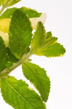 Mint Stock Photos