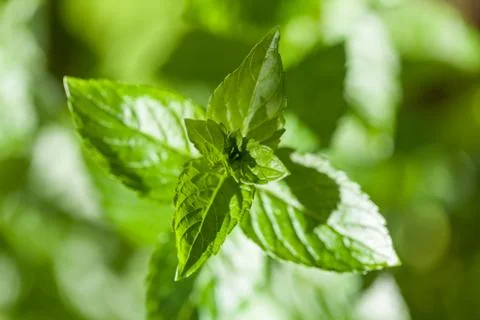 Mint Foto stock