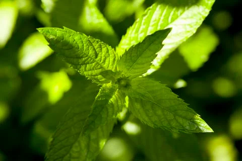 Mint Stock Photos