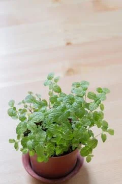 Mint Stock Photos