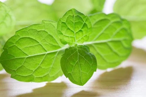 Mint Stock Photos