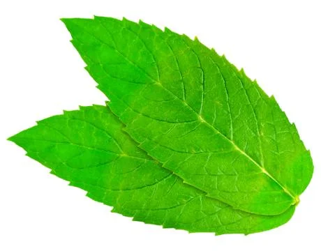 Mint Stock Photos