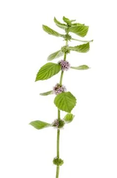 Mint Stock Photos