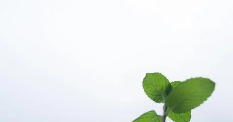 Mint Stock Photos