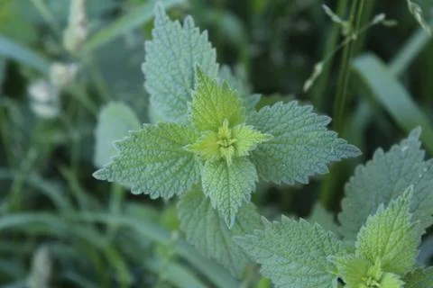 Mint Photo Stock-Fotos