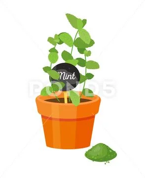 Mint Plant and Lettering, Vector Illustration Stock Illustration