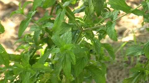 Mint plant Stock Footage 51502739