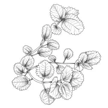 Mint-Like Plant Leaf Vector - Fresh and Lush Design Stock Illustration