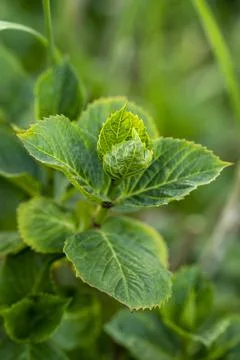 Mint plant leaves,green blurred background. Stock Photos