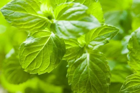 Mint plant Stock Photos