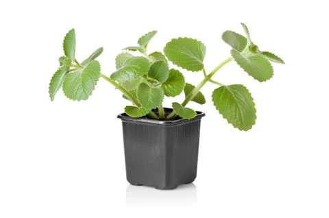 Mint plant Foto stock