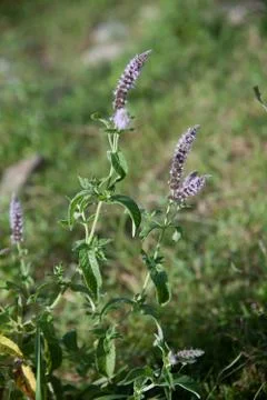 Mint plant Stock Photos