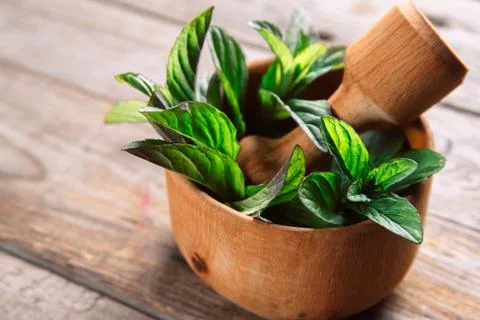 Mint plant Stock Photos