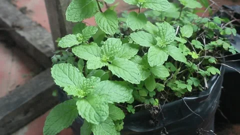 Mint plant in polybag Stock Footage 247902663