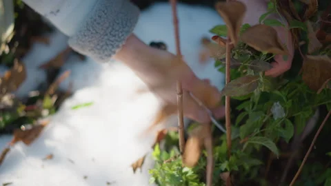 Mint plant under light snow, hands gently clearing frost for home cook, cold Stock Footage 346397323