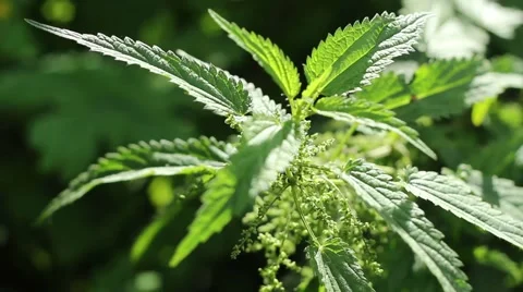 Mint plant under the sun Stock Footage 55879633