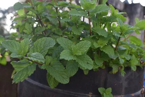 Mint planted in balcony Фото
