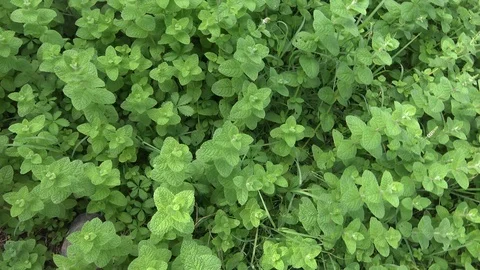 Mint plants Stock Footage