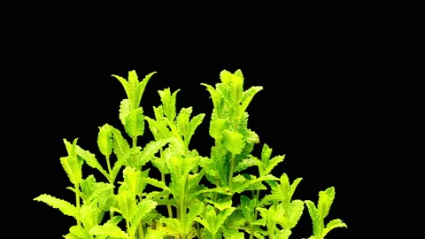 Mint plants growing in time lapse Stock Footage 133083993
