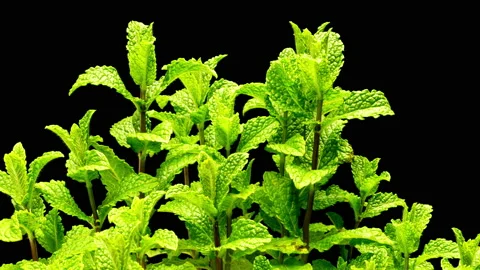 Mint plants growing in time lapse Stock Footage 133085247