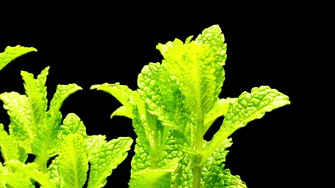 Mint plants growing in time lapse Stockbeeldmateriaal 133085372