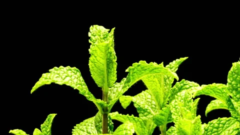 Mint plants growing in time lapse Stock Footage 133085483