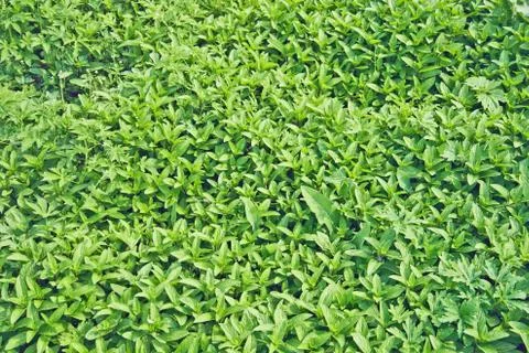 Mint plants Stock Photos