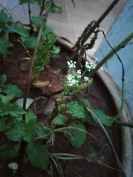 Mint plants Stock Photos