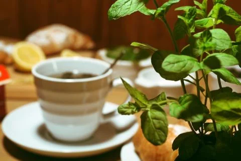 Mint in a pot on the background of a cup of tea. Croissants and lemons on the Stock Photos