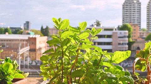 Mint in a pot on the balcony, see sunlight and the city Stock Footage 129767308