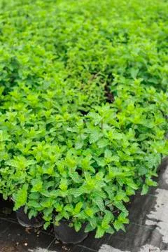 Mint in pots Stock Photos