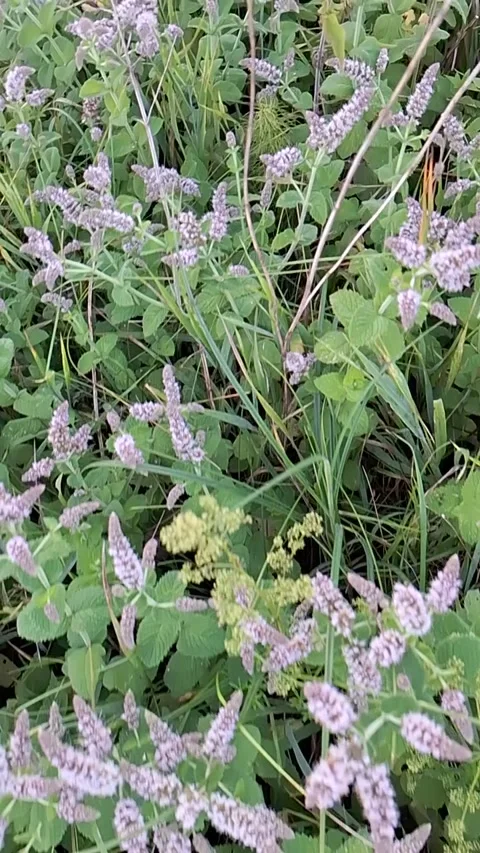 Mint purple flowers  Stock Footage 249055557