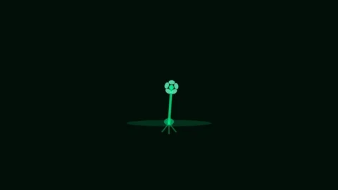 Mint Seed Sprout Growth Plant Eco Green Animation Loop Stock Footage 342610296