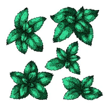 Mint set sketch hand drawn vector Illustrazione stock