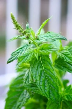 Mint sheets in a garden Fotos Stock