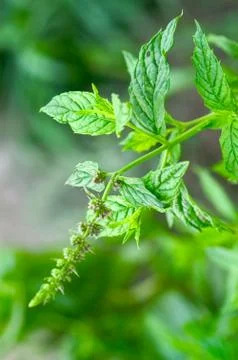 Mint sheets in a garden Stock Photos