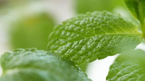 Mint shoots Stock Footage 89968617